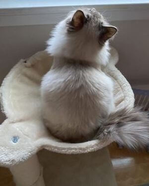 arbol rascador para gatos amazon basics