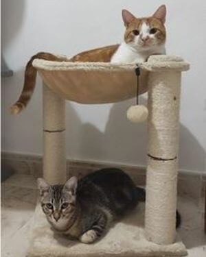 Árbol rascador para gatosAmazon Basics