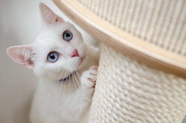 gatito-con-poste-rascador