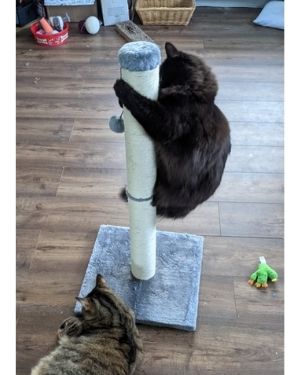 poste rascador para gatos amazon basics