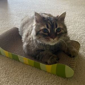 felpudo Catit Rascador Diseño Divan Selva gatos