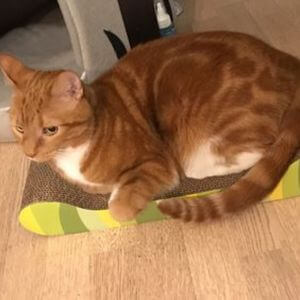 ALFOMBRILLA Catit Rascador Diseño Divan Selva gatos