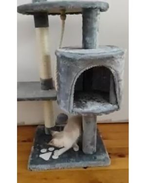 arbol rascador lionto 112 cm con gatito