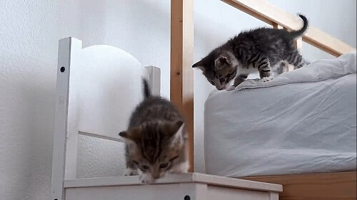 gatitos jugando