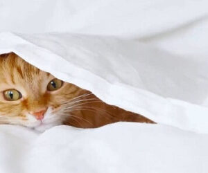 7 Objetos Imprescindibles para tu Gato