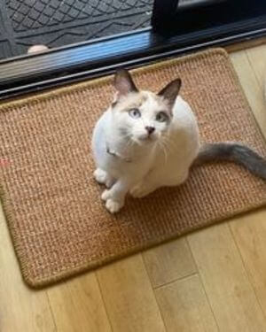 alfombra felpudo rascador de gatos portada