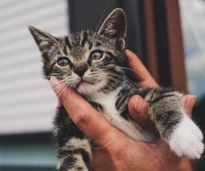 Cómo Elegir el Mejor Rascador para Gatos
