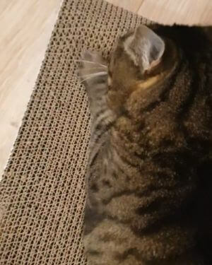 Rascador de cartón para gatos portada