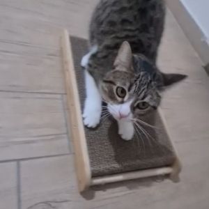 rascador de gatos cartón pecute