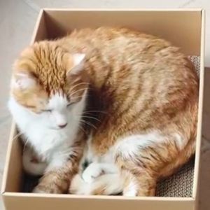 rascador carton fukumaru