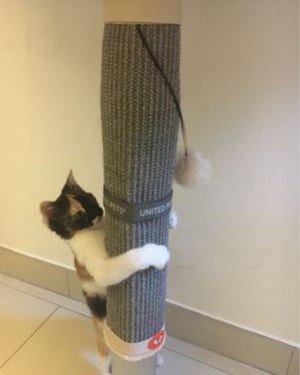 rascador gatuno para patas