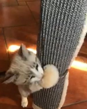 rascador sisal patas de mu