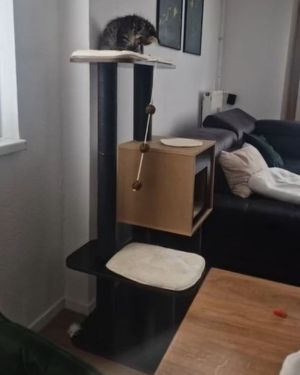 vesper rascador madera para gatos