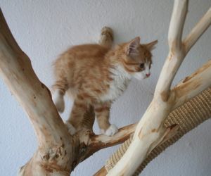 Rascadores para Gatos Baratos | Efectividad a Bajo Coste