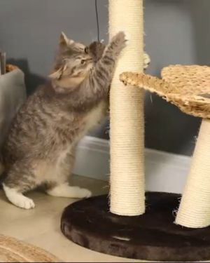 poste rascador en forma de flor pawhut