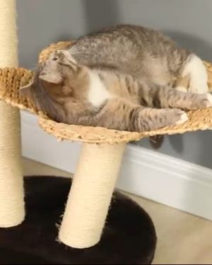 rascador con flores pawhut