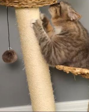 rascador gatos flores pawhut