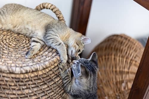 tipos rascadores gatos