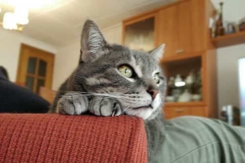 beneficios de los rascadores gatunos