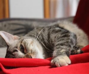 Beneficios de los Rascadores para tus Gatos