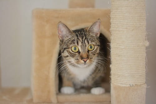 tipos de rascadores para gatos