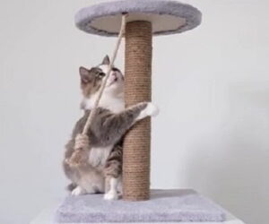 Cómo Enseñarle a tu Gato a Usar el Rascador