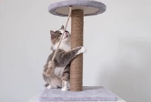 enseñarle a usar el rascador