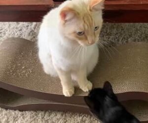 Trucos para Educar a tu Gato Adulto