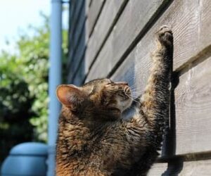 Por Qué los Gatos Necesitan un Rascador