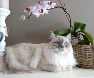 Cómo Preparar tu Casa para la Llegada de un Gato